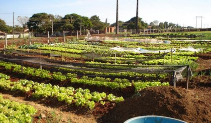 Horta comunitária. (Foto: Divulgação) Horta comunitária. (Foto: Divulgação)