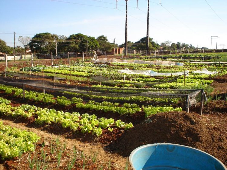 Horta comunitária.