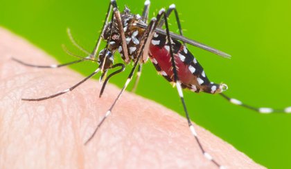 A dengue é transmitida através do mosquito Aedes aegypti. (Foto: Reprodução Internet)