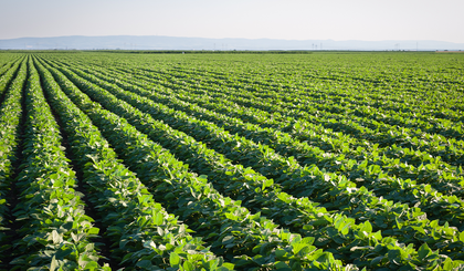 Soja. (Foto: Reprodução BRA Agroquímica)