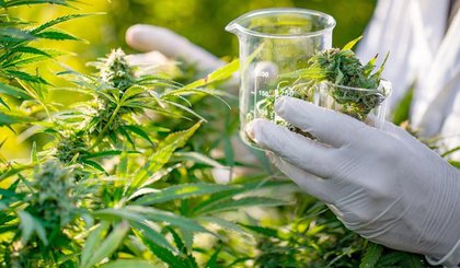 Anvisa aprova venda de produtos à base de Cannabis nas farmácias e drogarias. (Foto: Reprodução Internet) Anvisa aprova venda de produtos à base de Cannabis nas farmácias e drogarias. (Foto: Reprodução Internet)