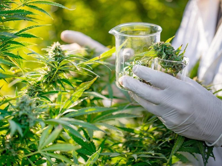 Anvisa aprova venda de produtos à base de Cannabis nas farmácias e drogarias.