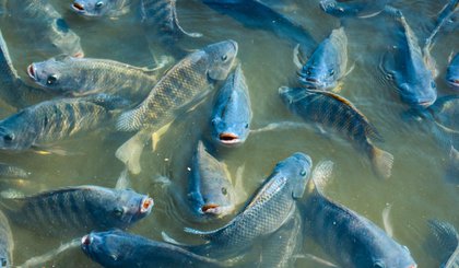 peixes (Foto: Reprodução Internet)
