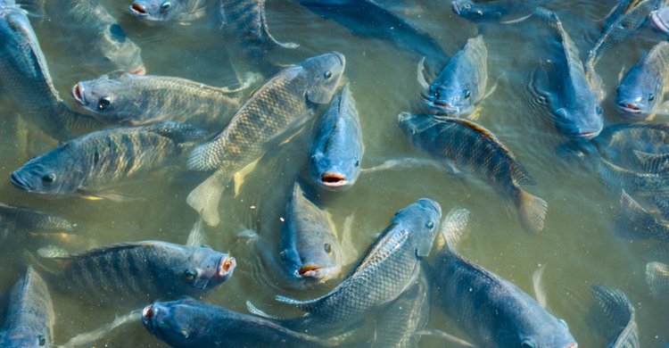 peixes