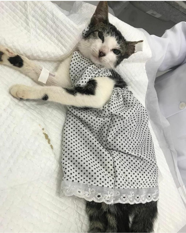 Após castração, gatas recebem todos os cuidados necessários por parte de voluntários do EcoCats.