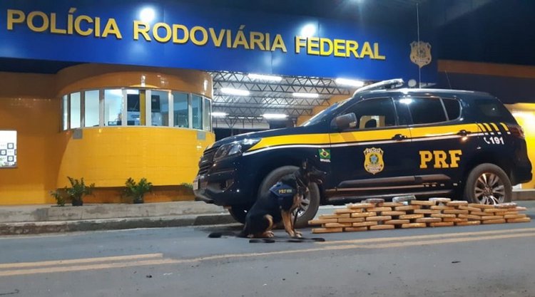 Cão farejador localiza 37 kg de maconha em ônibus.