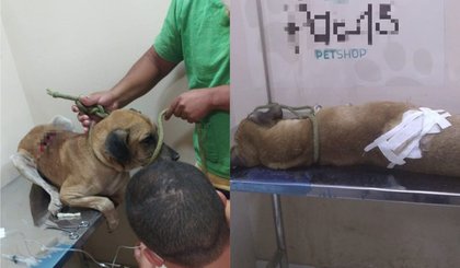 Cão ficou com ferimento nas costas e preciso de atendimento veterinário. (Foto: Polícia Militar/Divulgação)