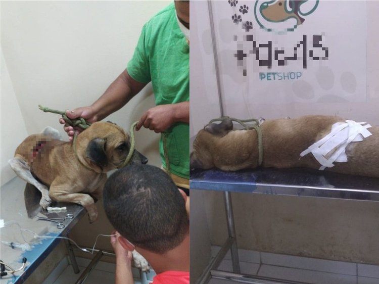 Cão ficou com ferimento nas costas e preciso de atendimento veterinário.