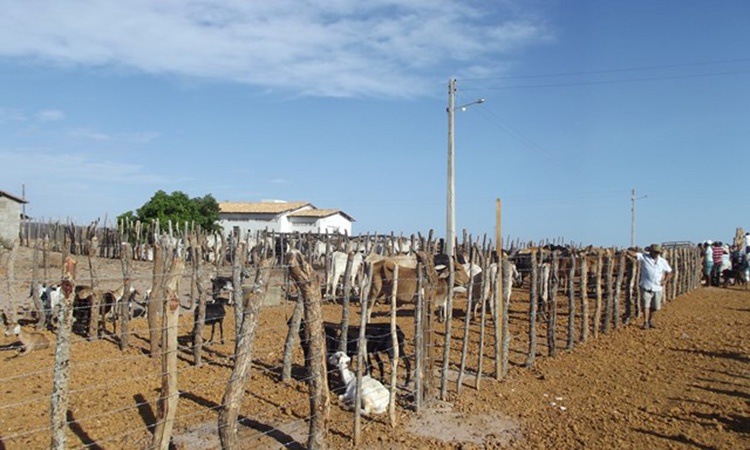 Feira dos Animais de Oeiras