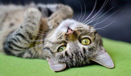 gato (Foto: Divulgação)