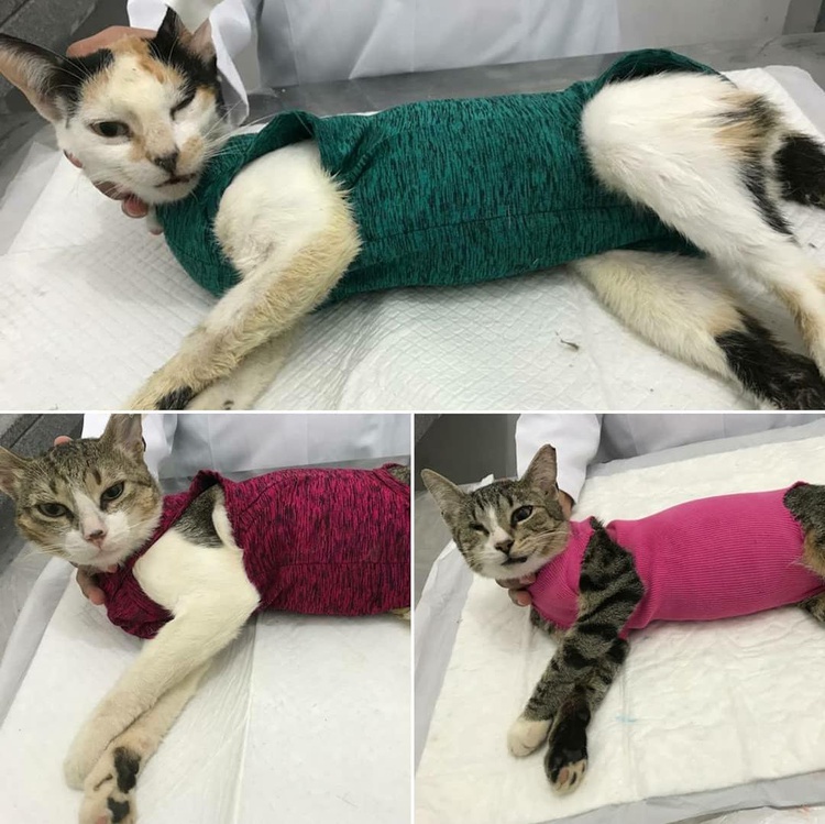Projeto EcoCats