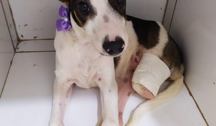 Cadela teve perna amputada por causa de ataque de jacaré. (Foto: Divulgação Apapi)