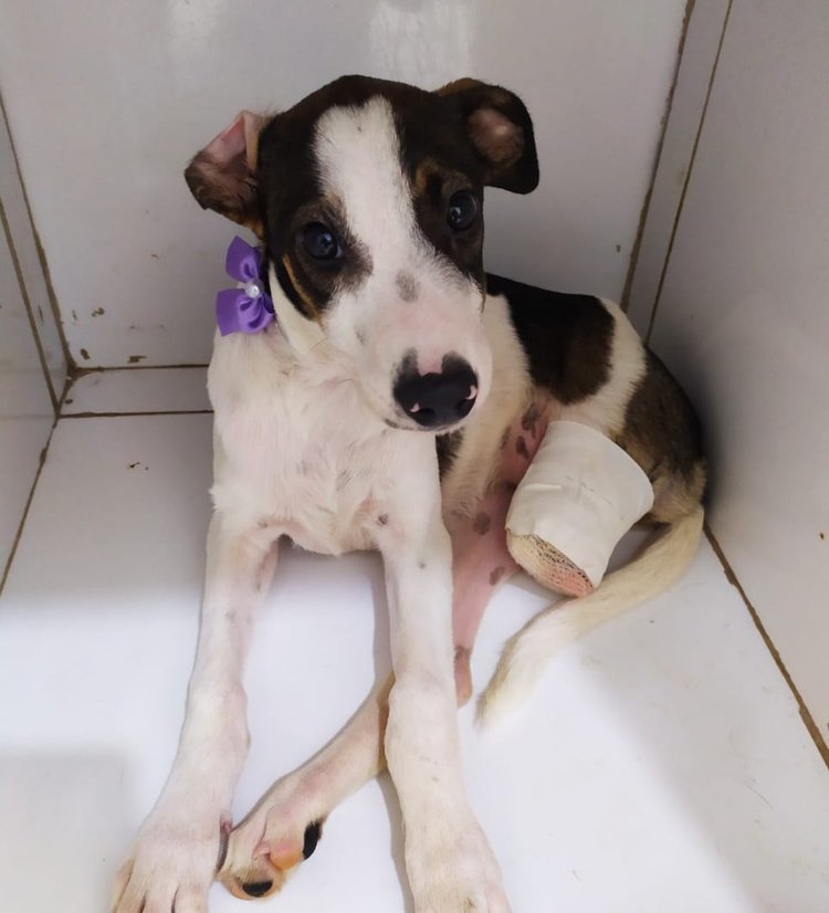 Cadela teve perna amputada por causa de ataque de jacaré.