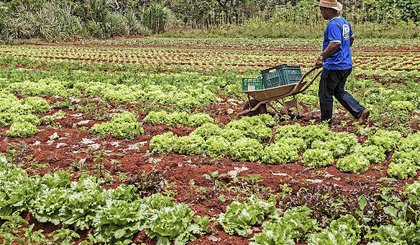 Agricultura familiar. (Foto: Reprodução site VMX Agropecuária)