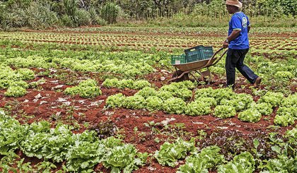 Agricultura familiar (Foto: Reprodução site Outras Palavras)