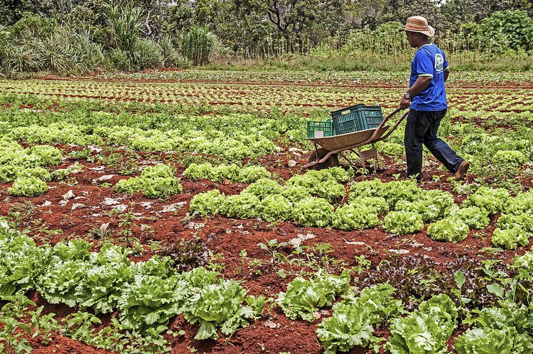Agricultura familiar