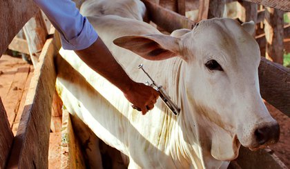 Vacina febre aftosa (Foto: Blog Agroline)