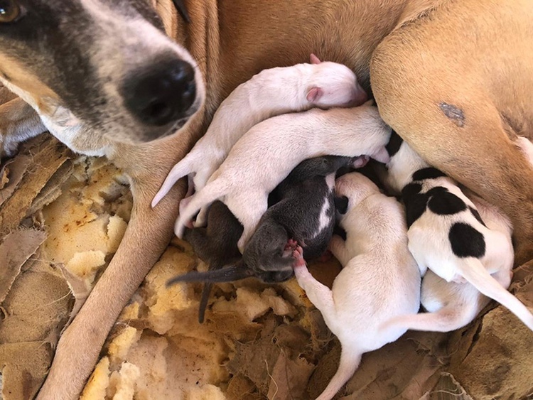 cães