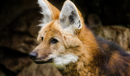 Lobo Guará (Foto: Pixabay)
