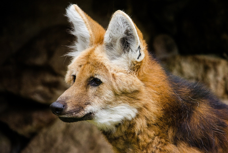 Lobo Guará
