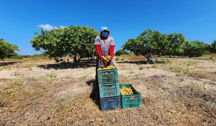 Caju será usado na produção de cerveja piauiense. (Foto: Governo do Piauí)