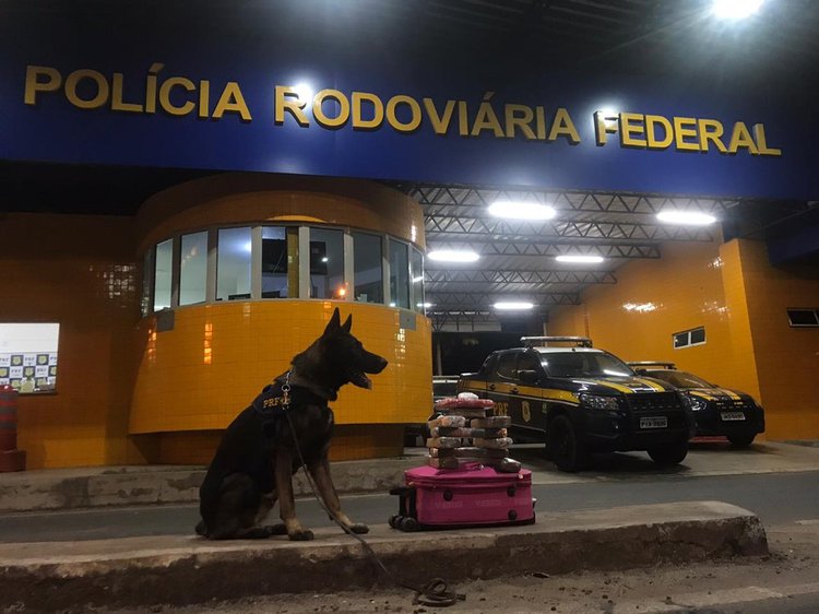 Cão farejador localiza drogas dentro de mala.