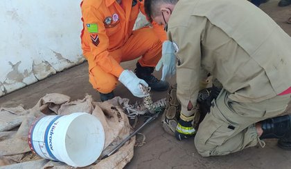 Jiboia é encontrada em supermercado na cidade de Picos. (Foto: Corpo de Bombeiros/Divulgação)