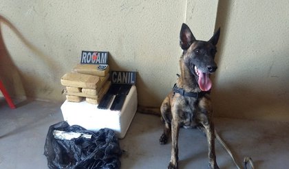 Cadela localiza sete tabletes de maconha enterrados em residência, na cidade de Picos. (Foto: Polícia Militar/Divulgação)