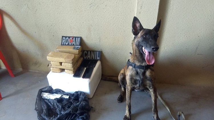 Cadela localiza sete tabletes de maconha enterrados em residência, na cidade de Picos.