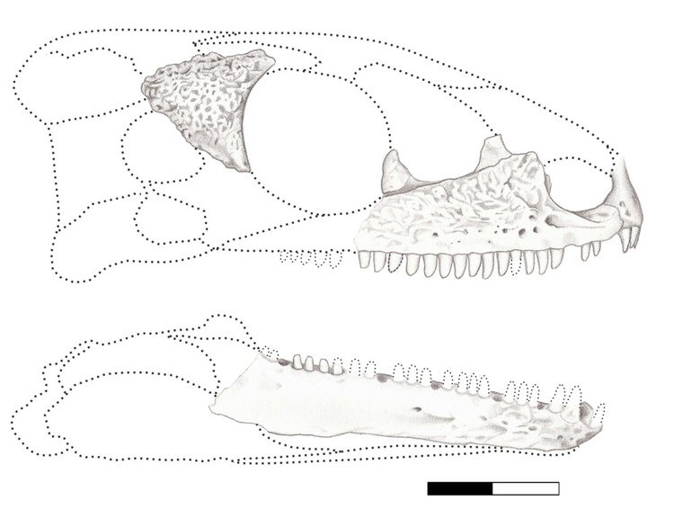 Ossos encontrados do crânio do Karutia fortunata.