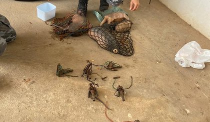 Tatus são resgatados pela polícia em Valença do Piauí. (Foto: Polícia Militar Ambiental/Divulgação)
