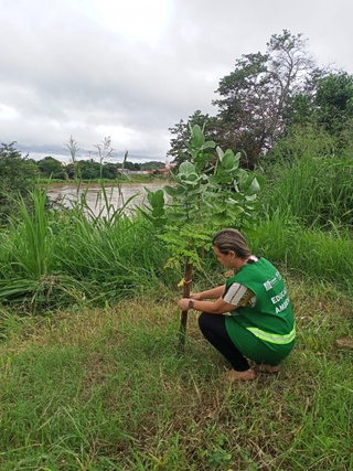 SEMAN promove ação de monitoramento de plantios realizados às margens do Rio Parnaíba.
