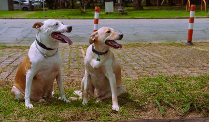 cachorros animais pet (Foto: Julio Bazanini/USP Imagens)