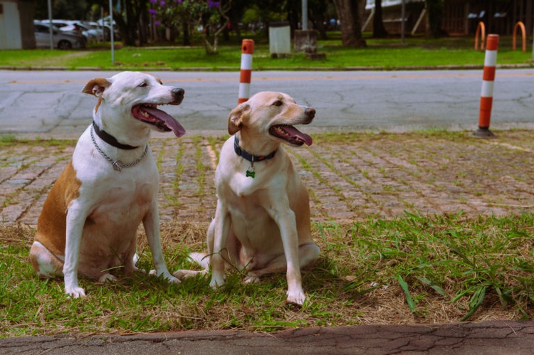 cachorros animais pet