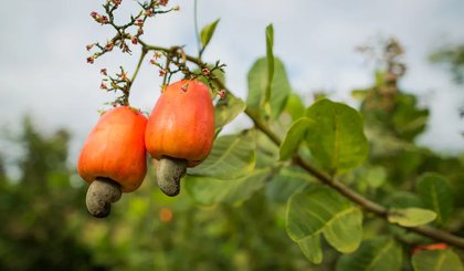 Caju, o falso fruto 100% brasileiro. (Foto: CNA/Divulgação)