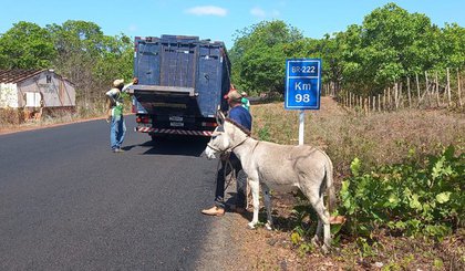 PRF retira mais de 60 animais na pista durante o feriado de Nossa Senhora Aparecida. (Foto: Divulgação/PRF)