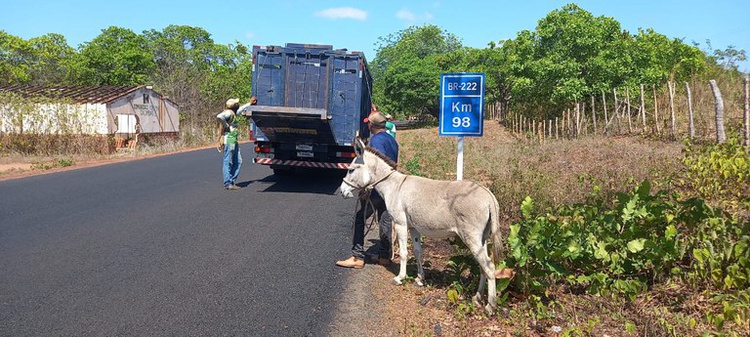 PRF retira mais de 60 animais na pista durante o feriado de Nossa Senhora Aparecida.