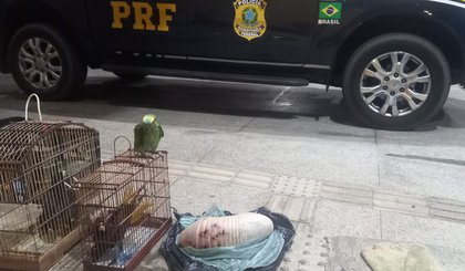 TRANSPORTE ILEGAL DE ANIMAIS E PORTE DE DROGA PARA CONSUMO (Foto: Divulgação/PRF)