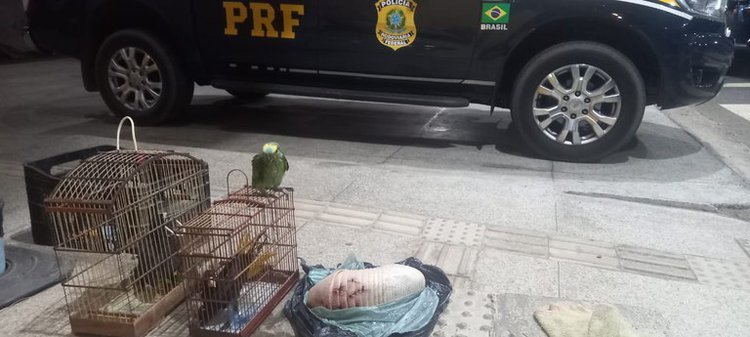 TRANSPORTE ILEGAL DE ANIMAIS E PORTE DE DROGA PARA CONSUMO