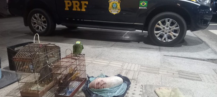TRANSPORTE ILEGAL DE ANIMAIS E PORTE DE DROGA PARA CONSUMO