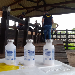 Aftosa: Piauí supera meta de vacinação do rebanho.
