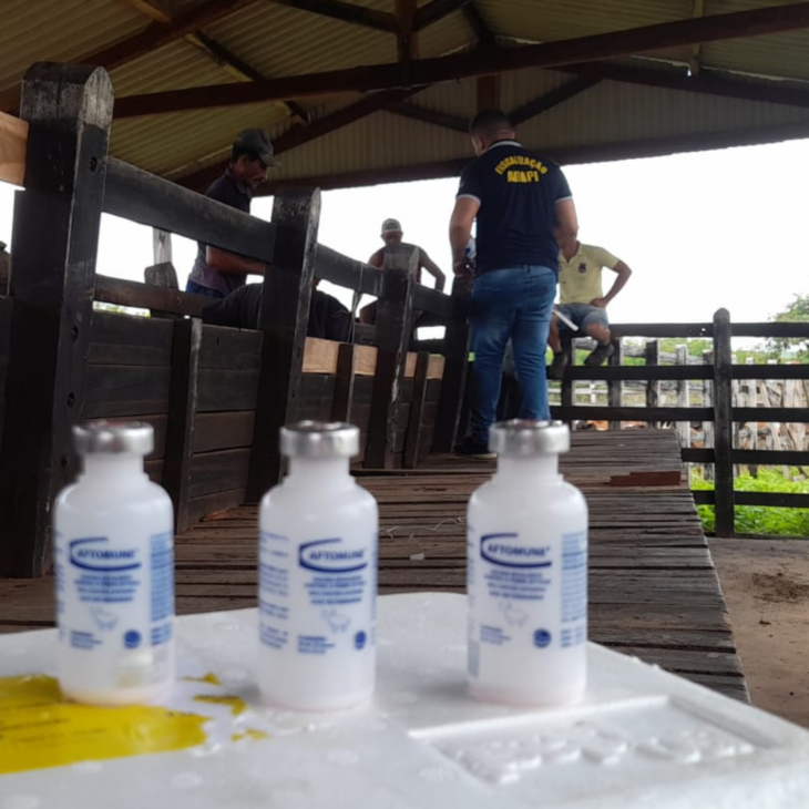 Aftosa: Piauí supera meta de vacinação do rebanho.