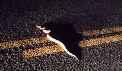 O animal estava assustado e possivelmente escapou de ser atingido por veículos que passavam pela rodovia. (Foto: PRF)
