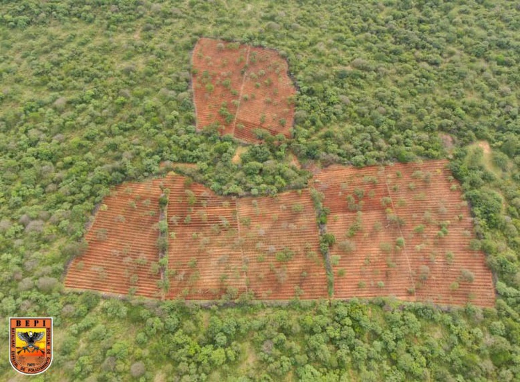 Polícia Militar encontra plantação com mais de 120 mil pés de maconha em Dom Inocêncio.
