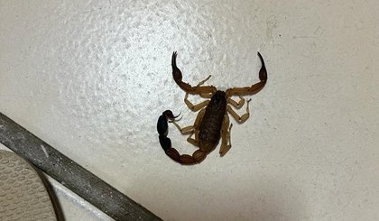 Sesapi alerta para acidentes com animais peçonhentos durante o período chuvoso. (Foto: Reprodução)