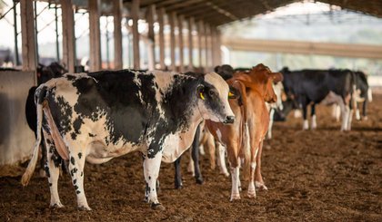 Vaca Louca: Sada e Adapi reforçam orientações aos produtores do Piauí. (Foto: CNA/Wenderson Araujo/Trilux)