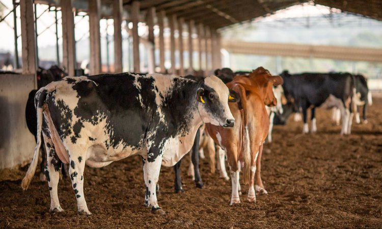 Vaca Louca: Sada e Adapi reforçam orientações aos produtores do Piauí.