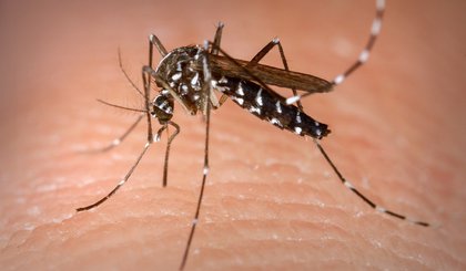 dengue (Foto: Reprodução)