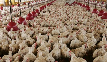 O Grupo Tomazi pretende investir em um frigorífico de aves. (Foto: Reprodução)