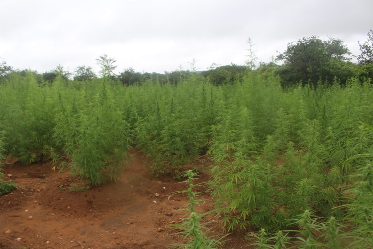 PM localiza plantação de aproximadamente 100 mil pés de maconha no Piauí.